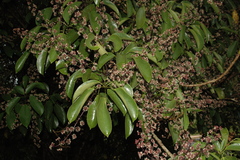 Schefflera venulosa var. venulosa